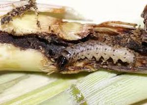 uploads/images/pest/sugarcane shootborer.jpg